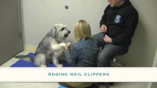 Teaching a Dog to Cooperate for Nail Clipping by Teaching Animals 2,213 views 1 year ago 3 minutes, 28 seconds