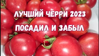 Посадила 1 Раз Этот Сорт Томатов, Теперь Сажаю Ежегодно, Этот Томат Сметают Пачками, Лучший Черри