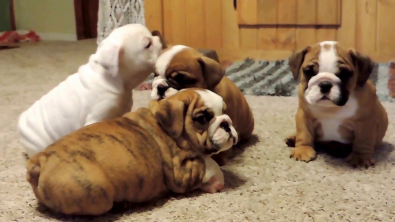 STONE QUARRY BULLDOGS | beautiful AKC english bulldogs - YouTube