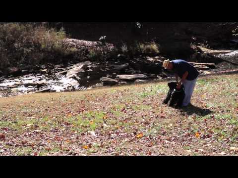 how-to-keep-dogs-from-destroying-trees-&-bushes-:-dog-care-101