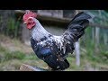 From serama chicks to rooster and hen  timelapse chicken growth