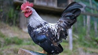 From Serama Chicks to Rooster and Hen | Timelapse Chicken Growth