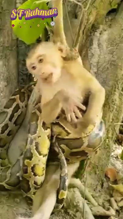 Python Attack Monkey Baby #animals #trending #viralvideo #monkeys # ...