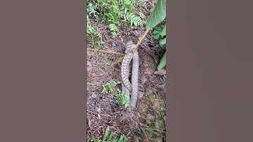 Thu phục rắn hổ trâu cụ bằng lưới bẫy rắn #manhthosan #bayran #luoibatran