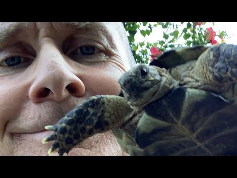 Watch the Tortoise Stampede LIVE from TortoiseLand! Meet The Tortoise Guy Kevin & crazy dog Rocky!