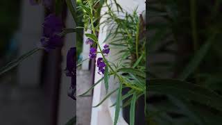 lavender #happyliving #slowliving #berkebun #tanaman #quotes #tanamanhias #bunga #healing