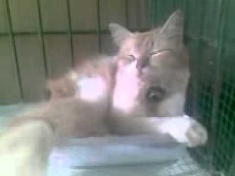 Kucing anggora lucu