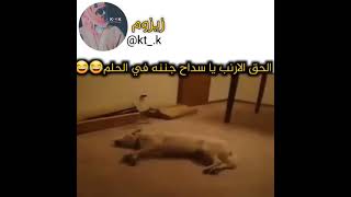 الارنب لا يروح يا سداح 😂😂😂🐇