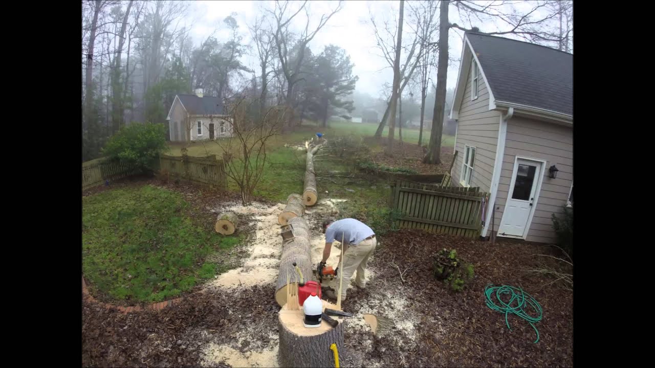 Tree Fall Time Lapse - YouTube