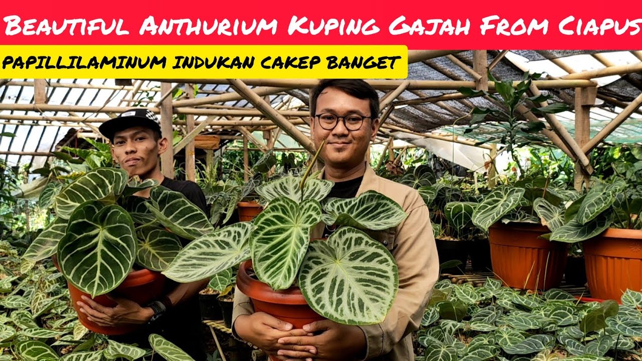 BEAUTIFUL ANTHURIUM KUPING GAJAH FROM CIAPUS • PAPILLILAMINUM INDUKAN CAKEP BANGET