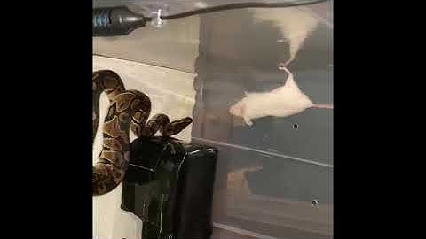 *SLOW MO* FEEDING A BALL PYTHON LIVE MOUSE!!