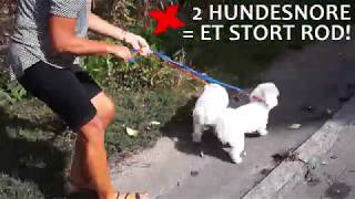 Beskrivende solo filosof Ollipet hundesnor til 2 hunde | Små racer - YouTube