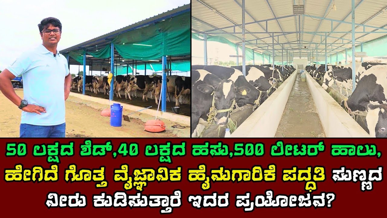 ಅಬ್ಬಬ್ಬಾ 50 ಲಕ್ಷದ ಶೆಡ್ಡು 40 ಹಸು 500 ಲೀಟರ್ ಹಾಲು ಕರೆಯುತ್ತಾರೆ | bigg dairy farming in kannada