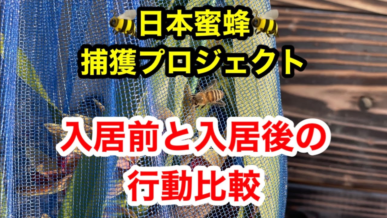 日本ミツバチ　今年入居１群 巣箱設置から分蜂群の自然入居までの流れ【ニホンミツバチ】in福岡