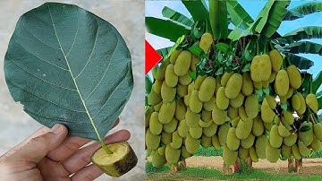 Synthesize how to grow jackfruit by many strange and unique methods