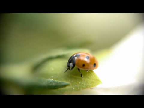 TEST LUMIX GH2