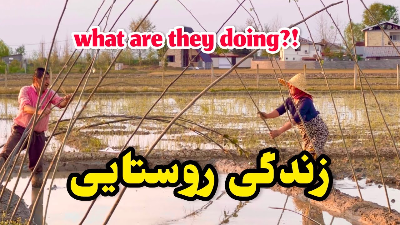 Preparation of rice treasury | Rural life in Iran