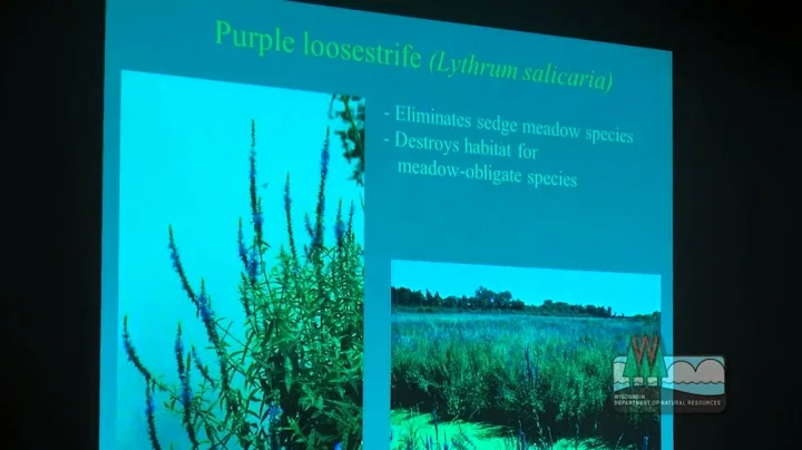 Invasive Plant Management to Promote Migratory Birds