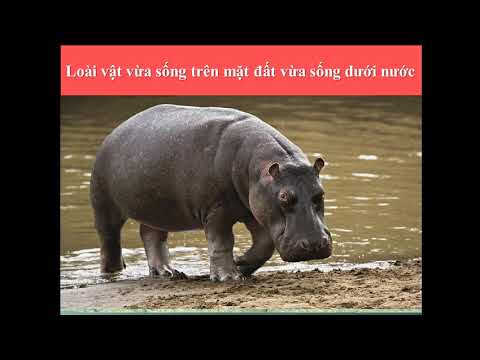 Tự nhiên và xã hội_ Bài Loài vật sống ở đâu _Tuần 27+28+29