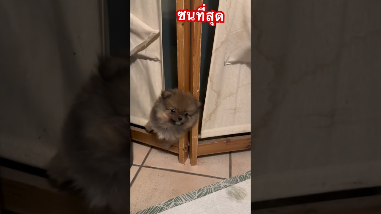 ซนที่สุด #dog #doglovers #puppy #lovemelovemydog #pet #pomeranian #pomeranianlover #pomeranian