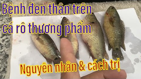 Trị Bệnh Đen Mình, Xuất Huyết, Nấm Nhớt Trên Cá Rô Nuôi Thương Phẩm| Kỹ Thuật Trị Bệnh Cá Rô.