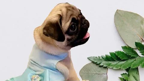 Top 30 Funniest and Cutest Pug Dog Videos Compilation #viral #doglover #ytshorts #shortsfeed #shots