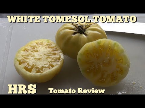 ⟹-white-tomesol-tomato-|-solanum-lycopersicum-|-tomato-review