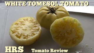 ⟹ White Tomesol Tomato | Solanum lycopersicum | Tomato Review