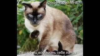 Прикольные картинки котов с надписями.(Это видео с прикольными надписями., 2013-07-29T18:03:20.000Z)