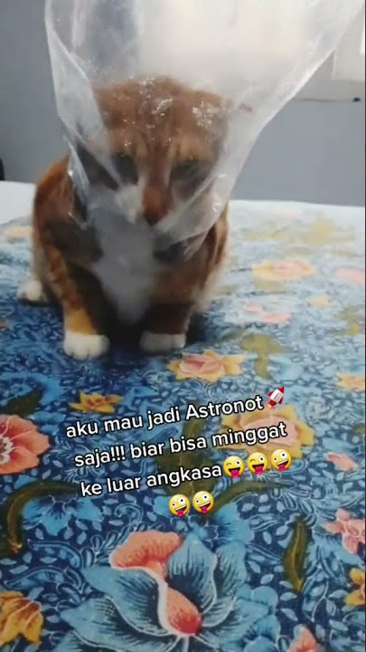 kucing pakai masker plastik