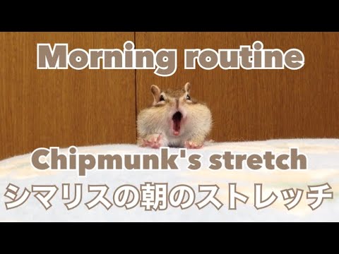 Chipmunk's morning stretch/シマリスの朝のストレッチ