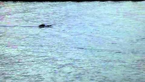 NQD PX-16 Brushless kit -Francavilla al Mare(Ch)