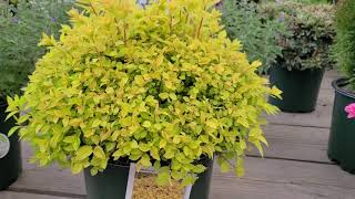 Spiraea 'Gold Mound' (Japanese Spirea) // Terrific, Easy to Grow Shrub for 3 seasons of COLOR