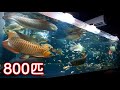 2400水槽のアロワナに800匹の鯉子を喰わせる