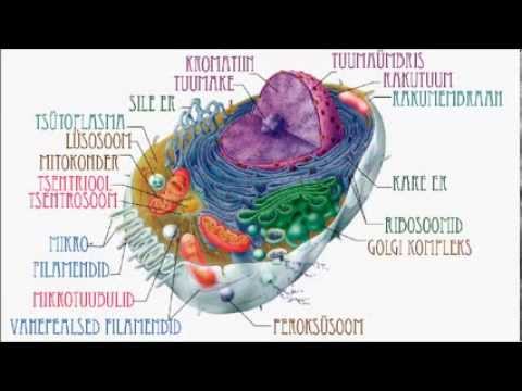 Video: Kas loomarakkudel on rakumembraan?