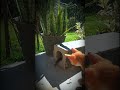 Funny cats 😂 episode 89 | 🤣😅 New Funny Cats Videos 😸😸#shorts