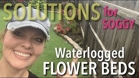 Solutions For Soggy Boggy Waterlogged Flower Beds:  Stella De Oro Daylily & Sweet Flag Grass