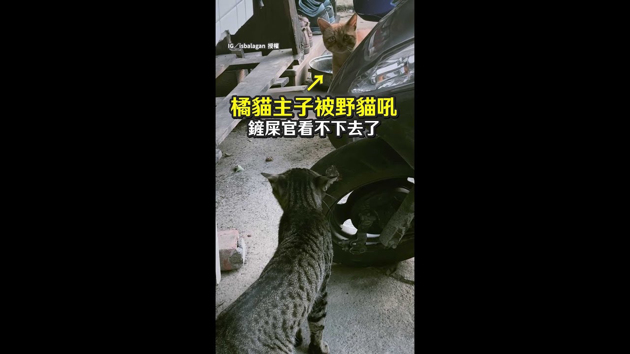 【牠是喪彪欸】自家橘貓被野貓欺負！　奴才急壞催戰竟被牠回國罵 #Shorts