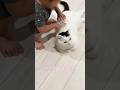 ハンバーガーになる猫