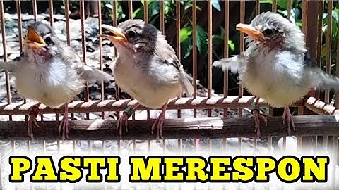 Pancingan ciblek Dengan suara Anakan ciblek Paling efektif bikin ciblek gacor