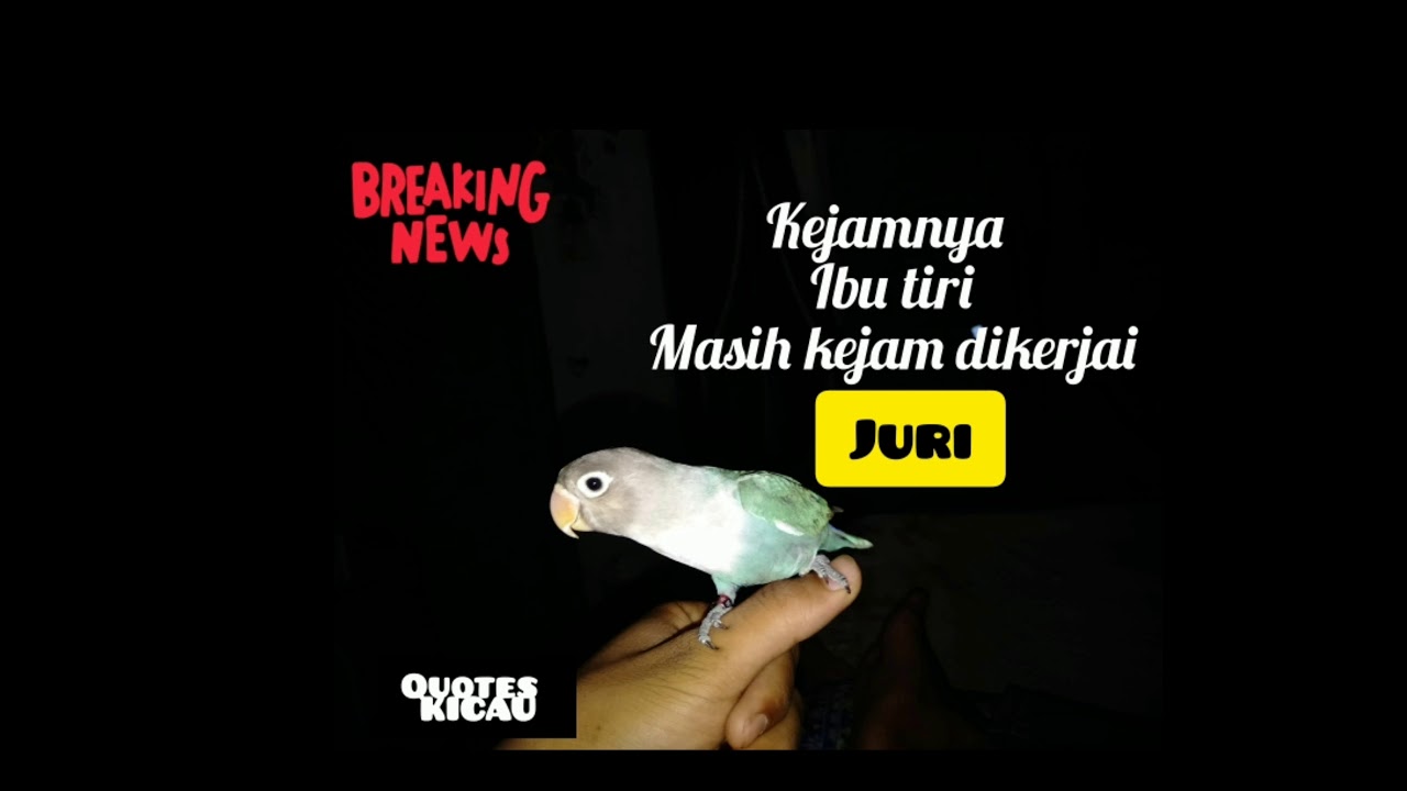 Quotes Kicau Buat Para Pecinta Burung Keren Youtube