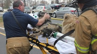Pet Fire Safety Day 2015