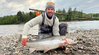 40 pounder salmon! Flyfishing for big salmon at Gaula, Nedre Løberg first week of June 2023