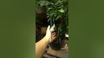 Cây Tắc Thái ngọt, trái ăn thơm và ngọt ăn được luôn cả vỏ chỉ 170k /cây sẵn trái