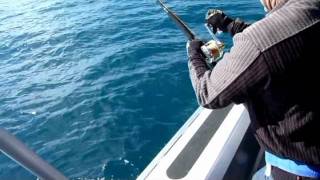 original kingfish video