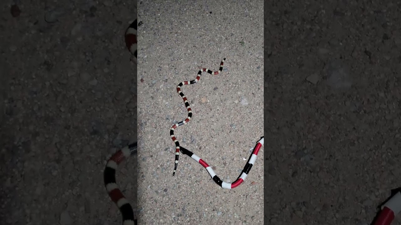 Coralsnake vs Coralsnake