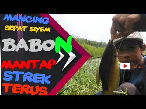 mancing-ikan-sepat-siam-di-rawa-mantap-strike-terus