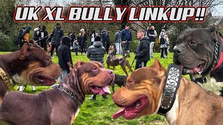 MASSIVE XL BULLY LINKUP!!  *STUD SEARCH*