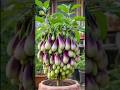 Easy and fast method to propagate and grow brinjal trees! #garden #satisfying #fruit #plants