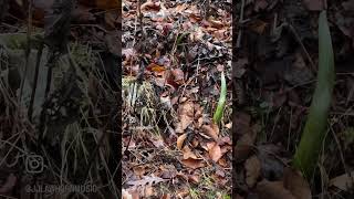 JJ Lawhorn & Upchurch Find Big Deadhead At Holy Ghost Ranch